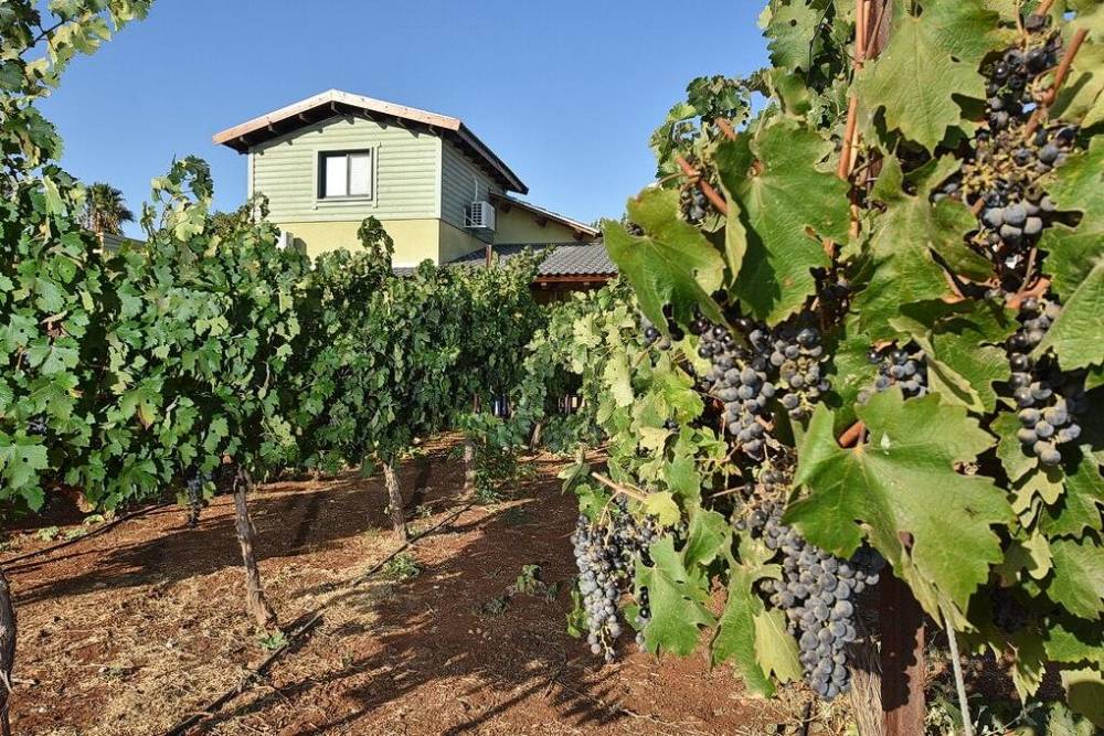 28094 מתחם חיצוני, הוילה בכרמים, וילה  בעלמה וילות - Vila 4 U