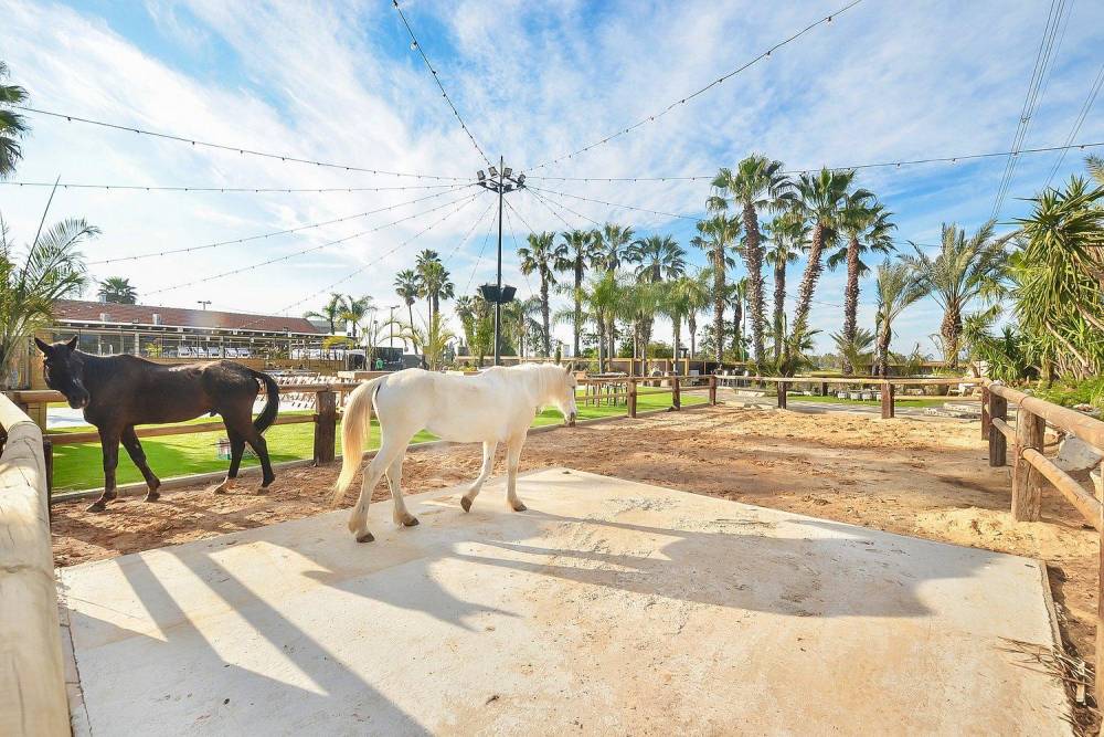 34063 וילה חלום בחווה, חלום בחווה, וילה  בחדרה וילות - Vila 4 U