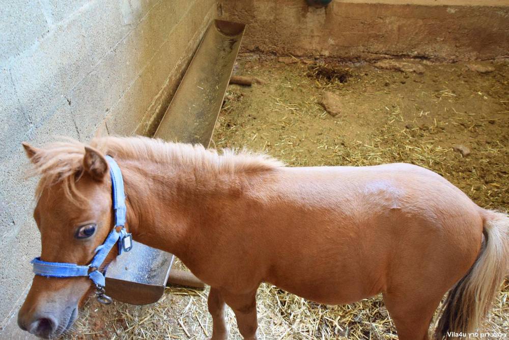 87664 חוות מונפורטויטו, חוות מונפורטויטו, וילה  בגורן וילות - Vila 4 U