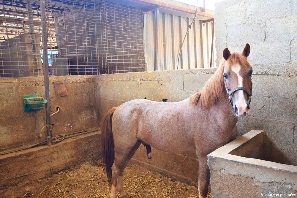 87669 חוות מונפורטויטו, חוות מונפורטויטו, וילה  בגורן וילות - Vila 4 U