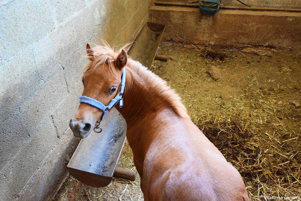 87671 חוות מונפורטויטו, חוות מונפורטויטו, וילה  בגורן וילות - Vila 4 U