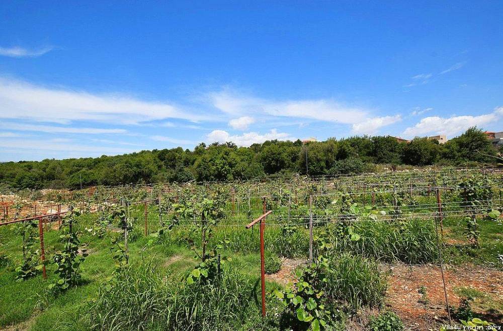 111245 וילה מילה – Villa Mila, וילה מילה – Villa Mila, וילה  בכפר שמאי וילות - Vila 4 U