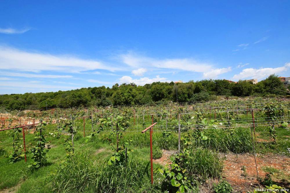111310 מתחם חיצוני, וילה מילה – Villa Mila, וילה  בכפר שמאי וילות - Vila 4 U