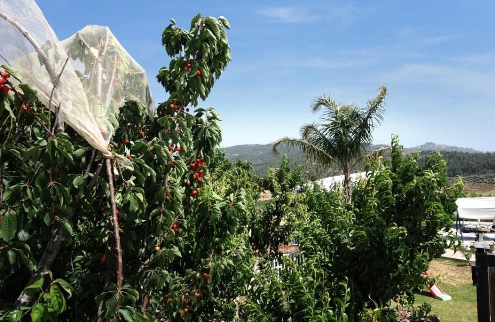 219079 המתחם החיצוני, אחוזת מרלו - MERLOT, וילה  בדלתון וילות - Vila 4 U